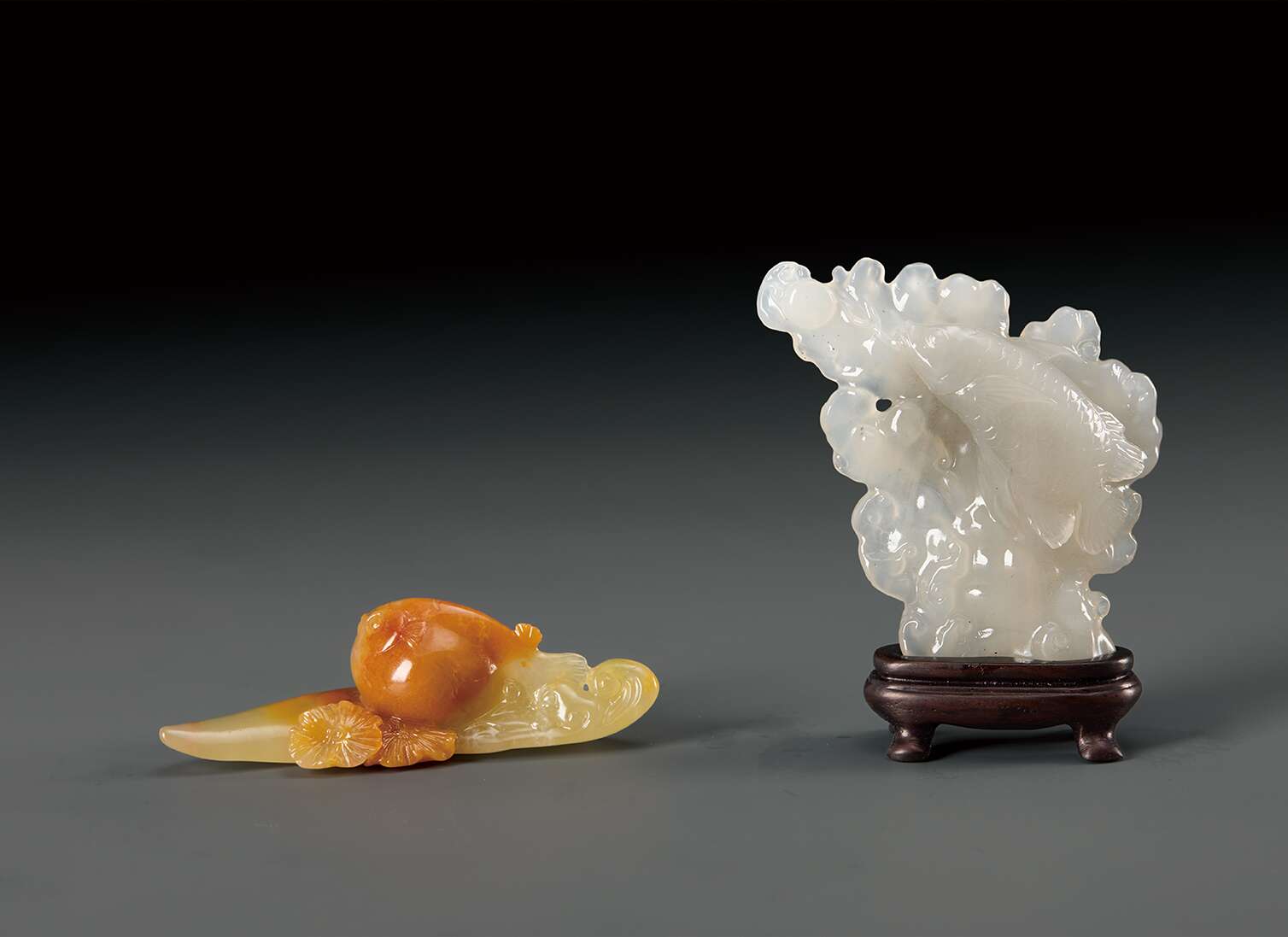 金龙鱼  河豚鱼